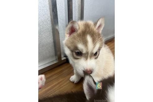 販売中の青森県のシベリアンハスキー-385011の2枚目